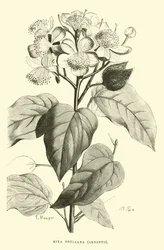 Bixa Orellana, Arnotto